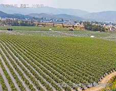 开宁慢直播摄像机助力云南楚雄彩云蓝莓基地，开启农业数字化新篇章  