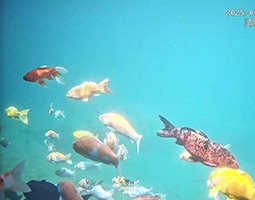 水下光影里的治愈系风景